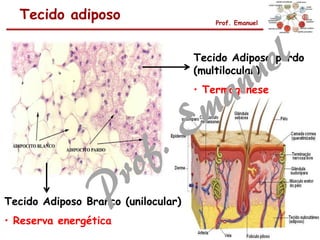 Tecido Adiposo pardo
(multilocular)
• Termogênese
Tecido Adiposo Branco (unilocular)
• Reserva energética
Tecido adiposo Prof. Emanuel
 