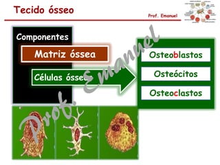 Tecido ósseo Prof. Emanuel
Componentes
Matriz óssea
Células ósseas
Osteoblastos
Osteócitos
Osteoclastos
 