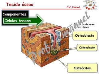 Produção de nova
matriz óssea
Osteoblasto
Osteoclasto
Osteócitos
Tecido ósseo Prof. Emanuel
Componentes
Células ósseas
 