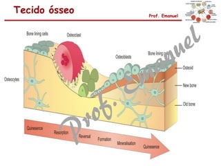Tecido ósseo Prof. Emanuel
 