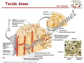Tecido ósseo Prof. Emanuel
 