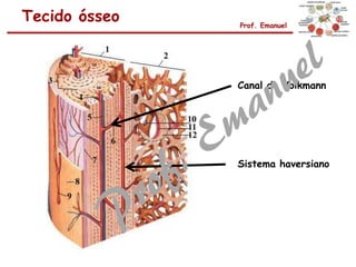 Tecido ósseo Prof. Emanuel
Sistema haversiano
Canal de Volkmann
 