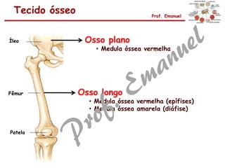 Íleo
Fêmur
Patela
Osso plano
• Medula óssea vermelha
Osso longo
• Medula óssea vermelha (epífises)
• Medula óssea amarela (diáfise)
Tecido ósseo Prof. Emanuel
 