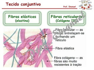 Tecido conjuntivo Prof. Emanuel
Fibras elásticas
(elastina)
Fibras reticulares
(Colágeno III)
 