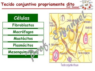 Tecido conjuntivo propriamente ditoProf. Emanuel
Células
Fibroblastos
Macrófagos
Mastócitos
Plasmócitos
Mesenquimatosas
 