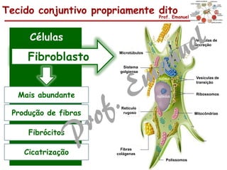 Tecido conjuntivo propriamente ditoProf. Emanuel
Células
Fibroblasto
Microtúbulos
Sistema
golgiense
Retículo
rugoso
Fibras
colágenas
Vesículas de
transição
Vesículas de
Secreção
Ribossomos
Mitocôndrias
Polissomos
Mais abundante
Produção de fibras
Fibrócitos
Cicatrização
 