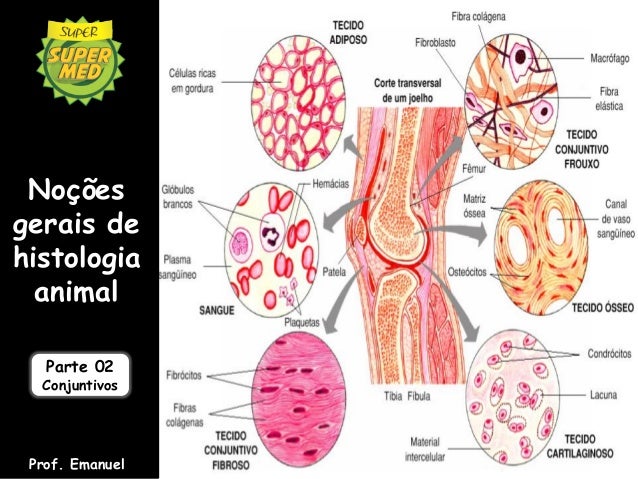Tecido Conjuntivo I Tecido Conjuntivo I