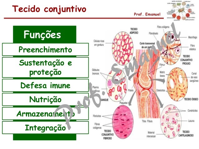 Tecido conjuntivo I