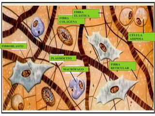 FIBROBLASTO
FIBRA
COLÁGENA
FIBRA
ELÁSTICA
PLASMÓCITO
MACRÓFAGO
FIBRA
RETICULAR
CÉLULA
ADIPOSA
 