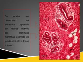 Os tecidos que
circundam os
elementos epiteliais
dos lóbulos inativos
das glândulas
mamárias exemplo de
tecido conjuntivo denso
e frouxo.
 