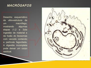 MACRÓGAFOS
Desenho esquemático
da ultra-estrutura de
um macrófago,
mostrando algumas
etapas (1,2 e 3)da
ingestão de material e
da fusão do lisosomas
com vacúolo contendo
a partícula fagocitada.
A digestão incompleta
pode deixar um corpo
residual.
 