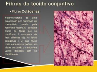 Fibras do tecido conjuntivo
• Fibras Colágenas
Fotomicrografia de uma
preparação por distensão de
mesentério corada pela
resorcina-fucsina.A delicada
trama de fibras que se
ramificam é composta de
firas elásticas (E). As fibras
colágenas ( C) são muito
mais espessas e podem ser
vistas cruzando o campo em
várias direções sem se
ramificarem.
 
