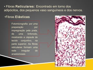 • Fibras Reticulares: Encontrado em torno dos
adipócitos, dos pequenos vaso sanguíneos e dos nervos.
Fotomicrografia por uma
preparação por
impregnação pela prata,
de uma linfonodo,
mostrando a cápsula de
tecido conjuntivo, na
parte superior. As fibras
reticulares formam uma
rede irregular de
anastomoses
•Fibras Elásticas
 