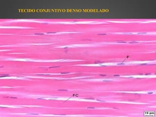 TECIDO CONJUNTIVO DENSO MODELADO
 