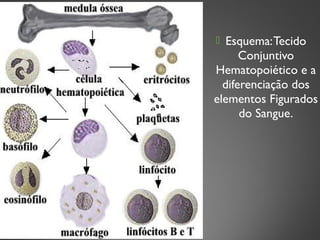  Esquema:Tecido
Conjuntivo
Hematopoiético e a
diferenciação dos
elementos Figurados
do Sangue.
 