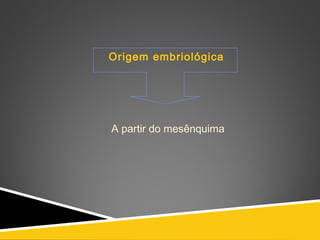 Origem embriológica
A partir do mesênquima
 