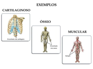EXEMPLOS
CARTILAGINOSO
ÓSSEO
MUSCULAR
 