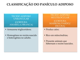 TECIDO ADIPOSO
UNILOCULAR
(GORDURA
AMARELA/BRANCA)
• Armazena triglicerídeos;
• Homogênea no recém-nascido
e heterogênea no adulto.
TECIDO ADIPOSO
MULTILOCULAR
(GORDURA
MARROM/PARDO/
ESCURA)
• Produz calor;
• Rico em mitocôndrias;
• Presente animais que
hibernam e recém-nascidos.
CLASSIFICAÇÃO DO PANÍCULO ADIPOSO
 
