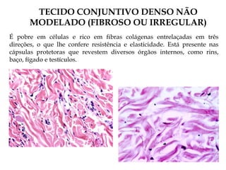 TECIDO CONJUNTIVO DENSO NÃO
MODELADO (FIBROSO OU IRREGULAR)
É pobre em células e rico em fibras colágenas entrelaçadas em três
direções, o que lhe confere resistência e elasticidade. Está presente nas
cápsulas protetoras que revestem diversos órgãos internos, como rins,
baço, fígado e testículos.
 