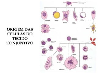ORIGEM DAS
CÉLULAS DO
TECIDO
CONJUNTIVO
 