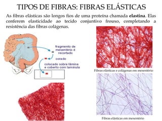 TIPOS DE FIBRAS: FIBRAS ELÁSTICAS
As fibras elásticas são longos fios de uma proteína chamada elastina. Elas
conferem elasticidade ao tecido conjuntivo frouxo, completando a
resistência das fibras colágenas.
Fibras elásticas e colágenas em mesentério
Fibras elásticas em mesentério
 