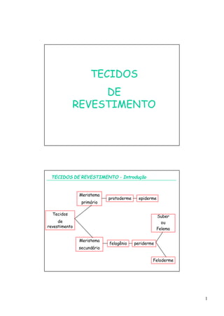 Protoderme Vegetal Tecido de revestimento celula vegetal | PDF