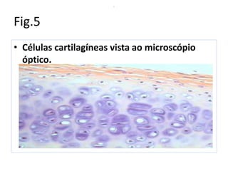 Fig.5
.
• Células cartilagíneas vista ao microscópio
óptico.
 
