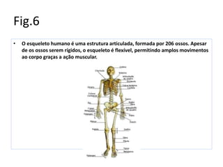 Fig.6
• O esqueleto humano é uma estrutura articulada, formada por 206 ossos. Apesar
de os ossos serem rígidos, o esqueleto é flexível, permitindo amplos movimentos
ao corpo graças a ação muscular.
 