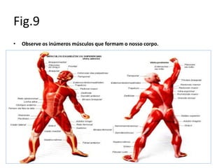 Fig.9
• Observe os inúmeros músculos que formam o nosso corpo.
 