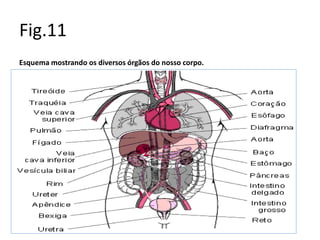 Fig.11
Esquema mostrando os diversos órgãos do nosso corpo.
 