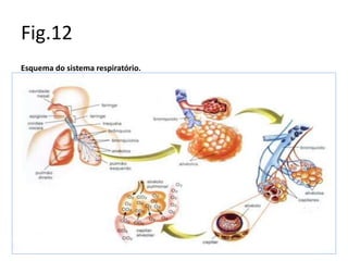 Fig.12
Esquema do sistema respiratório.
 