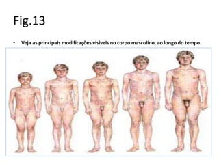 Fig.13
• Veja as principais modificações visíveis no corpo masculino, ao longo do tempo.
 