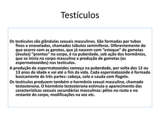 Testículos
Os testículos são glândulas sexuais masculinas. São formadas por tubos
finos e enovelados, chamados túbulos seminíferos. Diferentemente do
que ocorre com as garotas, que já nascem com “estoque” de gametas
(óvulos) “prontos” no corpo, é na puberdade, sob ação dos hormônios,
que se inicia no corpo masculino a produção de gametas (os
espermatozoides) nos testículos.
A produção de espermatozoides começa na puberdade, por volta dos 12 ou
13 anos de idade e vai até o fim da vida. Cada espermatozoide é formado
basicamente de três partes: cabeça, colo e cauda com flagelo.
Os testículos produzem também o hormônio sexual masculino, chamado
testosterona. O hormônio testosterona estimula o aparecimento das
características sexuais secundárias masculinas: pêlos no rosto e no
restante do corpo, modificações na voz etc.
 