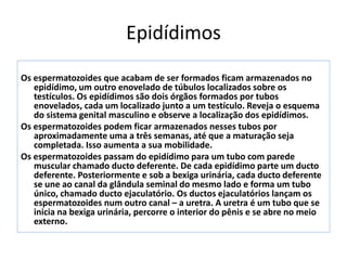 Epidídimos
Os espermatozoides que acabam de ser formados ficam armazenados no
epidídimo, um outro enovelado de túbulos localizados sobre os
testículos. Os epidídimos são dois órgãos formados por tubos
enovelados, cada um localizado junto a um testículo. Reveja o esquema
do sistema genital masculino e observe a localização dos epidídimos.
Os espermatozoides podem ficar armazenados nesses tubos por
aproximadamente uma a três semanas, até que a maturação seja
completada. Isso aumenta a sua mobilidade.
Os espermatozoides passam do epidídimo para um tubo com parede
muscular chamado ducto deferente. De cada epidídimo parte um ducto
deferente. Posteriormente e sob a bexiga urinária, cada ducto deferente
se une ao canal da glândula seminal do mesmo lado e forma um tubo
único, chamado ducto ejaculatório. Os ductos ejaculatórios lançam os
espermatozoides num outro canal – a uretra. A uretra é um tubo que se
inicia na bexiga urinária, percorre o interior do pênis e se abre no meio
externo.
 