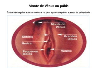 Monte de Vênus ou púbis
É a área triangular acima da vulva e na qual aparecem pêlos, a partir da puberdade.
 