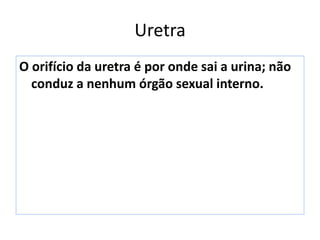 Uretra
O orifício da uretra é por onde sai a urina; não
conduz a nenhum órgão sexual interno.
 