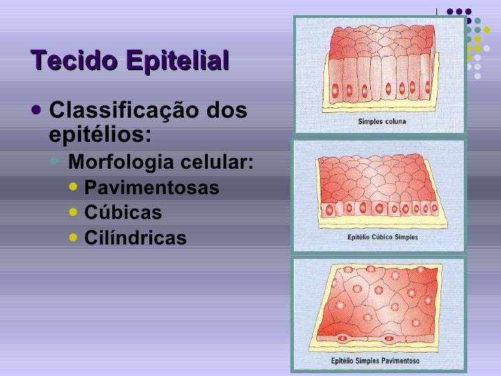 Com Relação Ao Tecido Epitelial Podemos Afirmar