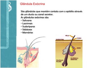 Glândula Exócrina São glândulas que mantém contato com o epitélio através de um ducto ou canal secretor. As glândulas exócrinas são: Salivares Lacrimais Sudoríparas Sebáceas Mamárias 