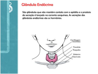 Glândula Endócrina São glândulas que não mantém contato com o epitélio e o produto de secreção é lançado na corrente sanguínea. As secreções das glândulas endócrinas são os hormônios. 