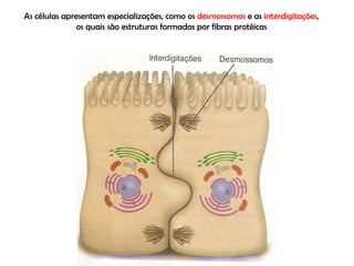 As células apresentam especializações, como os  desmossomos  e as  interdigitações , os quais são estruturas formadas por fibras protéicas 