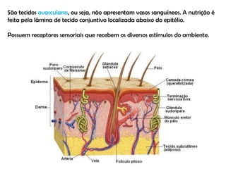São tecidos  avasculares , ou seja, não apresentam vasos sanguíneos. A nutrição é feita pela lâmina de tecido conjuntivo localizada abaixo do epitélio. Possuem receptores sensoriais que recebem os diversos estímulos do ambiente. 