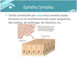 Epitélio Simples Tecido constituído por  uma  única camada celular. Encontra-se no revestimento dos vasos sanguíneos, dos ovários, do estômago, do intestino, etc. 