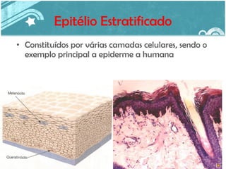 Epitélio Estratificado Constituídos por várias camadas celulares, sendo o exemplo principal a epiderme a humana 