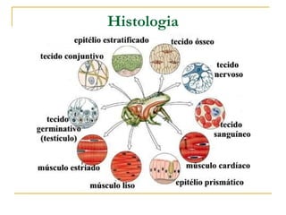 Histologia

 