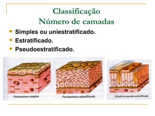 Classificação
            Número de camadas
   Simples ou uniestratificado.
   Estratificado.
   Pseudoestratificado.
 