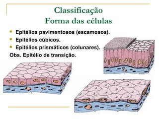 Classificação
            Forma das células
 Epitélios pavimentosos (escamosos).
 Epitélios cúbicos.

 Epitélios prismáticos (colunares).

Obs. Epitélio de transição.
 