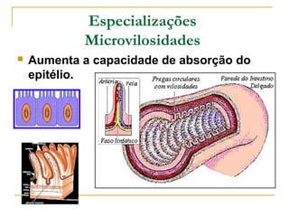 Especializações
            Microvilosidades
   Aumenta a capacidade de absorção do
    epitélio.
 