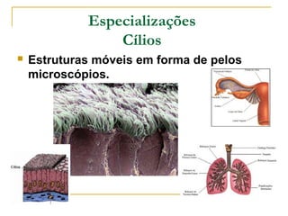 Especializações
                 Cílios
   Estruturas móveis em forma de pelos
    microscópios.
 