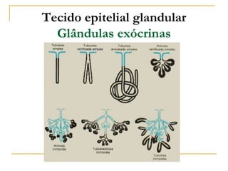 Tecido epitelial glandular
  Glândulas exócrinas
 