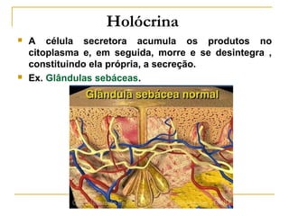 Holócrina
   A célula secretora acumula os produtos no
    citoplasma e, em seguida, morre e se desintegra ,
    constituindo ela própria, a secreção.
   Ex. Glândulas sebáceas.
 